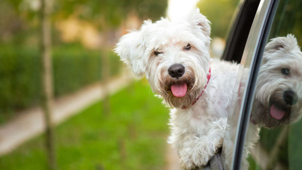 ஜன்னலை திறந்துவிட்டு காரை ஓட்டுவது இவ்ளோ ஆபத்தானதா? இது தெரிஞ்சா இனி இந்த தவற செய்யவே மாட்டீங்க..!