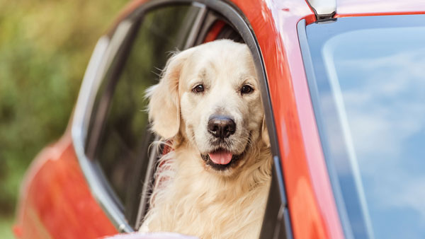 ஜன்னலை திறந்துவிட்டு காரை ஓட்டுவது இவ்ளோ ஆபத்தானதா? இது தெரிஞ்சா இனி இந்த தவற செய்யவே மாட்டீங்க..!