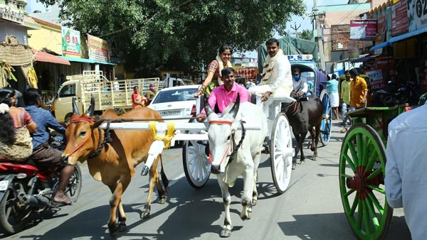 சொகுசு கார்களை ஒதுக்கி விட்டு மாட்டு வண்டியில் பயணித்த மணமக்கள்... தமிழர் பாரம்பரியம் மீண்டு விடும்!