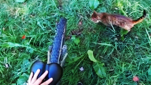 பூனையும், உரிமையாளரும் செய்த காரியம்... என்னனு தெரியுமா? மனதை ரிலாக்ஸ் ஆக்கும் வீடியோ வைரல்...