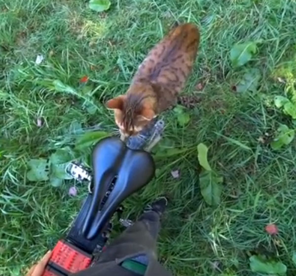 பூனையும், உரிமையாளரும் செய்த காரியம்... என்னனு தெரியுமா? மனதை ரிலாக்ஸ் ஆக்கும் வீடியோ வைரல்...