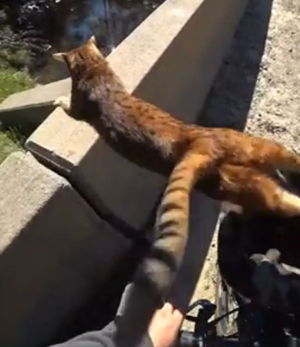 பூனையும், உரிமையாளரும் செய்த காரியம்... என்னனு தெரியுமா? மனதை ரிலாக்ஸ் ஆக்கும் வீடியோ வைரல்...