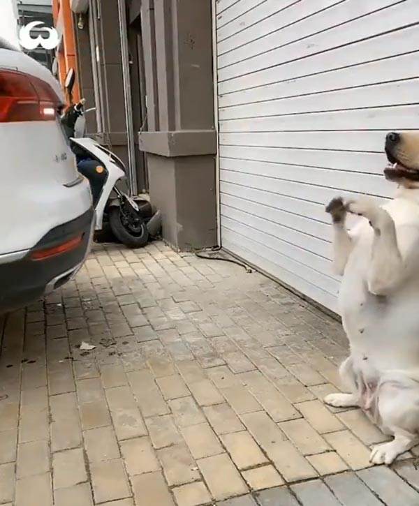 நவீன தொழில்நுட்பங்களை போல் துல்லியம்... ரிவர்ஸ் பார்க்கிங் செய்ய டிரைவருக்கு உதவிய நாய்... வீடியோ