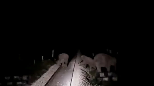 குறுக்கே வந்த யானைகள், சாமர்த்தியமாக செயல்பட்ட இரயில் ஓட்டுனர்! இணையத்தில் வைரலாகும் வீடியோ