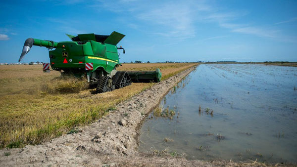 வீணாகும் 140 மில்லியன் டன் அரிசி உமி! காரின் பாகமாக மாற்ற பிரபல நிறுவனம் திட்டம்... கேக்கும்போதே அசத்தலா இருக்கே! வீணாகும் 140 மில்லியன் டன் அரிசி உமி! காரின் பாகமாக மாற்ற பிரபல நிறுவனம் திட்டம்... கேக்கும்போதே அசத்தலா இருக்கே!