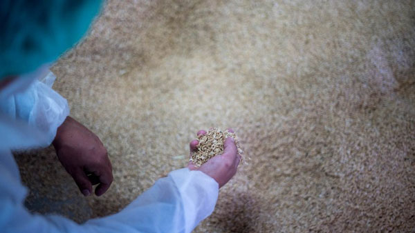 வீணாகும் 140 மில்லியன் டன் அரிசி உமி! காரின் பாகமாக மாற்ற பிரபல நிறுவனம் திட்டம்... கேக்கும்போதே அசத்தலா இருக்கே! வீணாகும் 140 மில்லியன் டன் அரிசி உமி! காரின் பாகமாக மாற்ற பிரபல நிறுவனம் திட்டம்... கேக்கும்போதே அசத்தலா இருக்கே!