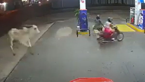 பெட்ரோல் பம்ப் மெஷினை ஒரே முட்டால் சாய்த்த மாடு... நல்ல வேல அவங்க தப்பிச்சிட்டாங்க... வீடியோ!