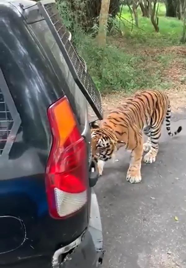 சுற்றுலா பயணிகளை அலற வைத்த புலி... என்ன செய்தது என தெரிந்தால் ஷாக் ஆயிருவீங்க... திக்... திக்... வீடியோ