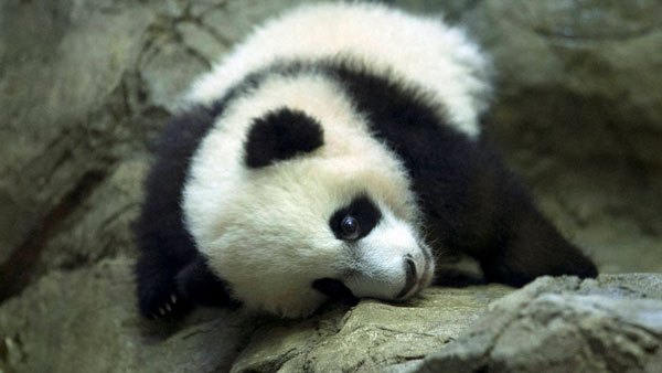 பாண்டா கரடியை முதுகில் சுமந்து சென்ற டெலிவரி பாய்... ஏன் தெரியுமா? காரணத்தை கேட்டு மிரண்டுபோன மலேசியர்கள்!!