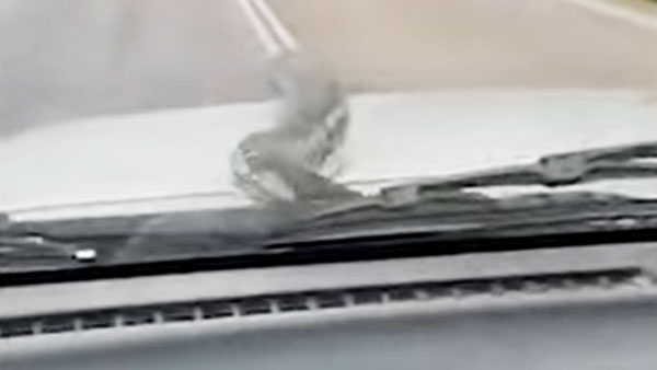 கார் மீது பயணித்த பாம்பு! அழைய பயணியால் அதிர்ந்துபோன இளம் ஜோடி... பாம்பை விரட்ட என்ன செஞ்சாங்க தெரியுமா?