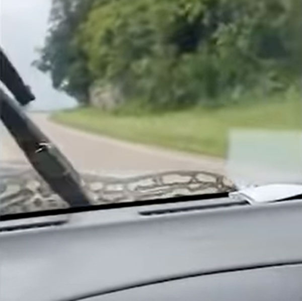 கார் மீது பயணித்த பாம்பு! அழைய பயணியால் அதிர்ந்துபோன இளம் ஜோடி... பாம்பை விரட்ட என்ன செஞ்சாங்க தெரியுமா?