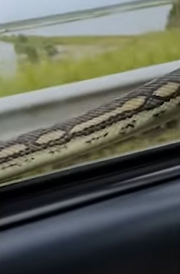 கார் மீது பயணித்த பாம்பு! அழைய பயணியால் அதிர்ந்துபோன இளம் ஜோடி... பாம்பை விரட்ட என்ன செஞ்சாங்க தெரியுமா?
