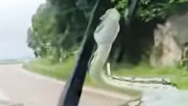 கார் மீது பயணித்த பாம்பு! அழைய பயணியால் அதிர்ந்துபோன இளம் ஜோடி... பாம்பை விரட்ட என்ன செஞ்சாங்க தெரியுமா?