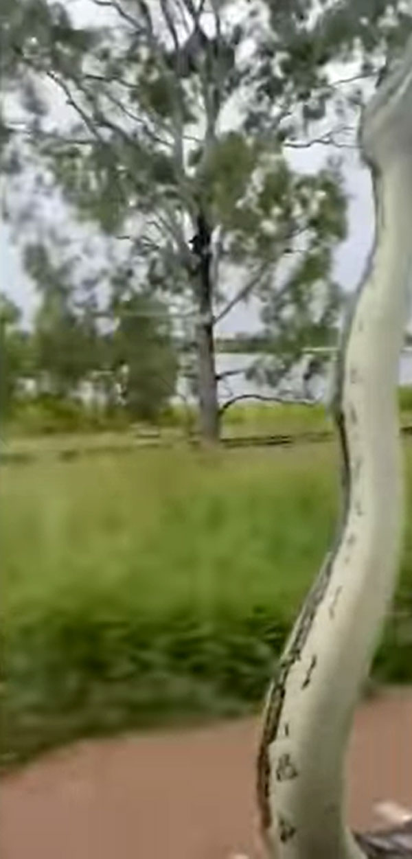 கார் மீது பயணித்த பாம்பு! அழைய பயணியால் அதிர்ந்துபோன இளம் ஜோடி... பாம்பை விரட்ட என்ன செஞ்சாங்க தெரியுமா?