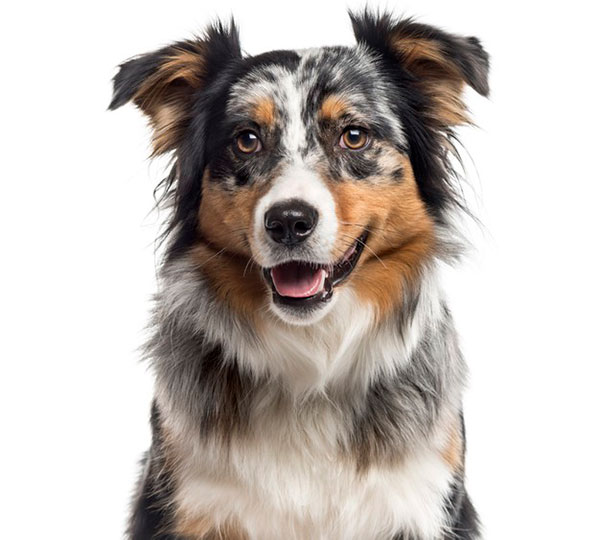 வேகமாக வந்த கார்... நடு ரோட்டில் நின்று நிறுத்திய நாய்... நாய்களை கடவுள்னு ஏன் சொல்றாங்கனு இப்போதான் புரியுது!!