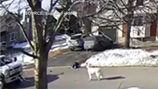 வேகமாக வந்த கார்... நடு ரோட்டில் நின்று நிறுத்திய நாய்... நாய்களை கடவுள்னு ஏன் சொல்றாங்கனு இப்போதான் புரியுது!!