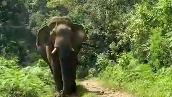 நடுக்காட்டில் யானையிடம் சிக்கி கொண்ட பிரபல நடிகர்... புத்திசாலித்தனமாக நடந்து கொண்டதால் தப்பினார்... வீடியோ...