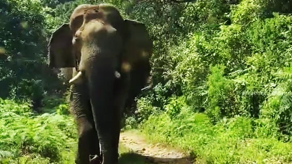 நடுக்காட்டில் யானையிடம் சிக்கி கொண்ட பிரபல நடிகர்... புத்திசாலித்தனமாக நடந்து கொண்டதால் தப்பினார்... வீடியோ...