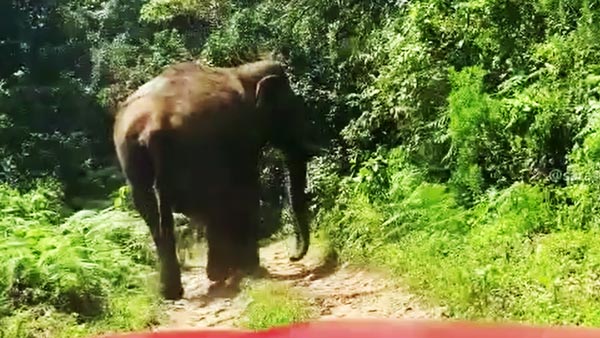 நடுக்காட்டில் யானையிடம் சிக்கி கொண்ட பிரபல நடிகர்... புத்திசாலித்தனமாக நடந்து கொண்டதால் தப்பினார்... வீடியோ...