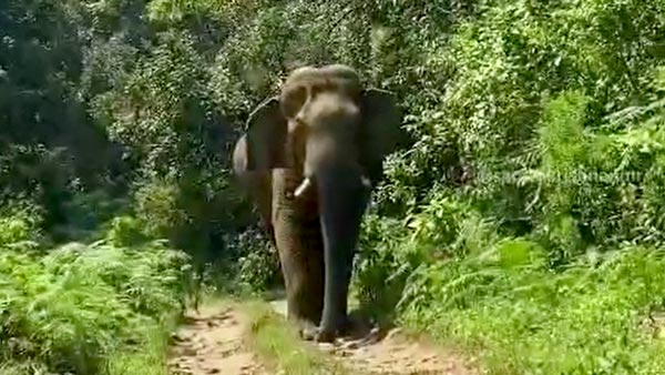 நடுக்காட்டில் யானையிடம் சிக்கி கொண்ட பிரபல நடிகர்... புத்திசாலித்தனமாக நடந்து கொண்டதால் தப்பினார்... வீடியோ...