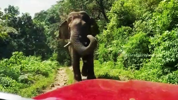 நடுக்காட்டில் யானையிடம் சிக்கி கொண்ட பிரபல நடிகர்... புத்திசாலித்தனமாக நடந்து கொண்டதால் தப்பினார்... வீடியோ...