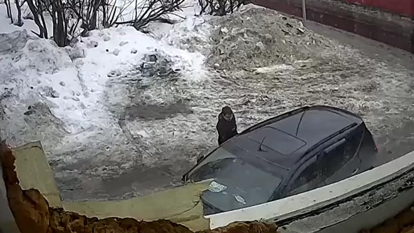 தலைக்கு வந்தது விண்ட்ஷீல்டோடு போனது! பிரமாண்ட உறை பனி கார்மீது விழும் ஷாக் வீடியோ... மயிரிழையில் தப்பிய இளைஞர்!