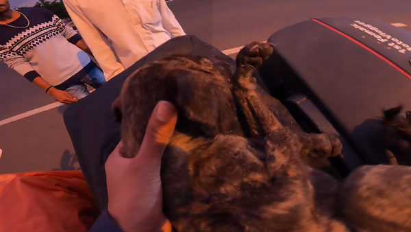 நாய் குட்டியை காப்பாற்ற போய் குடிகாரர்களிடத்தில் சிக்கிய இளம்பெண்... உதவிக்கு யாருமே வரல... கடைசியில் என்ன நடந்தது?