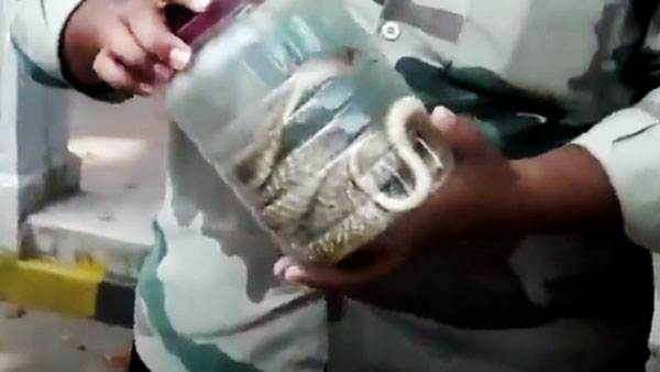 தடுத்து நிறுத்திய போலீஸ்... விஷ பாம்பை காட்டி தப்பிய இளைஞர்... வீடியோ!