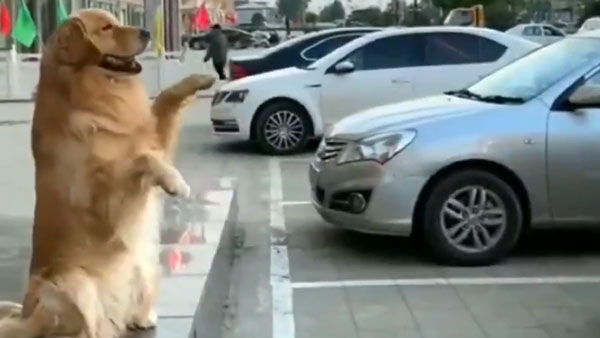 டிரைவருக்கு ரிவர்ஸ் செய்ய உதவிய நாய்... இணையத்தில் வைரலாகும் வீடியோ... இப்படி ஒரு நாய் இருந்தா கார் பத்திரமா இருக்கும்...