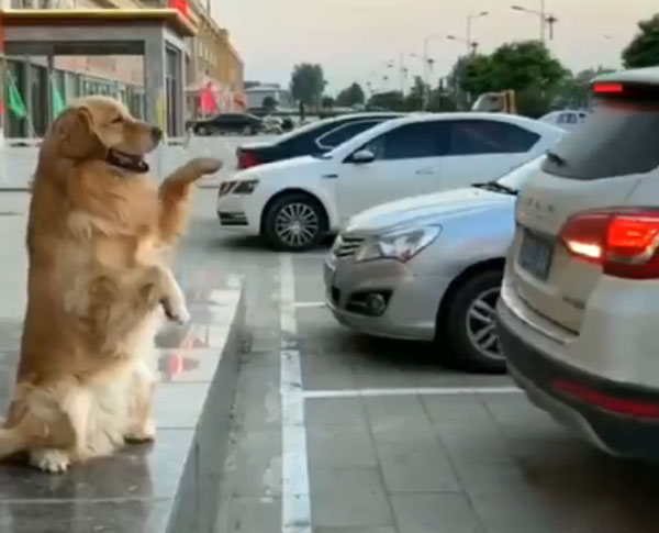 டிரைவருக்கு ரிவர்ஸ் செய்ய உதவிய நாய்... இணையத்தில் வைரலாகும் வீடியோ... இப்படி ஒரு நாய் இருந்தா கார் பத்திரமா இருக்கும்...