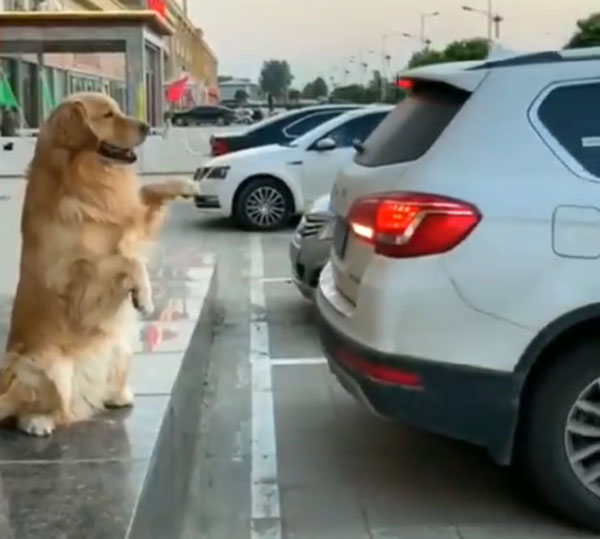 டிரைவருக்கு ரிவர்ஸ் செய்ய உதவிய நாய்... இணையத்தில் வைரலாகும் வீடியோ... இப்படி ஒரு நாய் இருந்தா கார் பத்திரமா இருக்கும்...