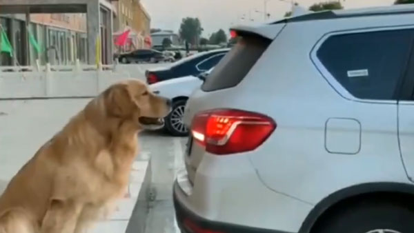 டிரைவருக்கு ரிவர்ஸ் செய்ய உதவிய நாய்... இணையத்தில் வைரலாகும் வீடியோ... இப்படி ஒரு நாய் இருந்தா கார் பத்திரமா இருக்கும்...