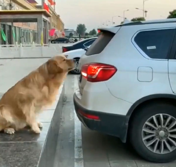டிரைவருக்கு ரிவர்ஸ் செய்ய உதவிய நாய்... இணையத்தில் வைரலாகும் வீடியோ... இப்படி ஒரு நாய் இருந்தா கார் பத்திரமா இருக்கும்...