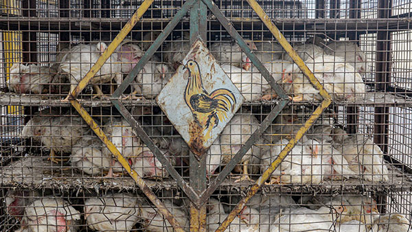 சூப்பர் கண்டுபிடிப்பு... சிக்கன் கழிவுகளில் இருந்து பயோ டீசல்... விலை எவ்ளோனு தெரியுமா?