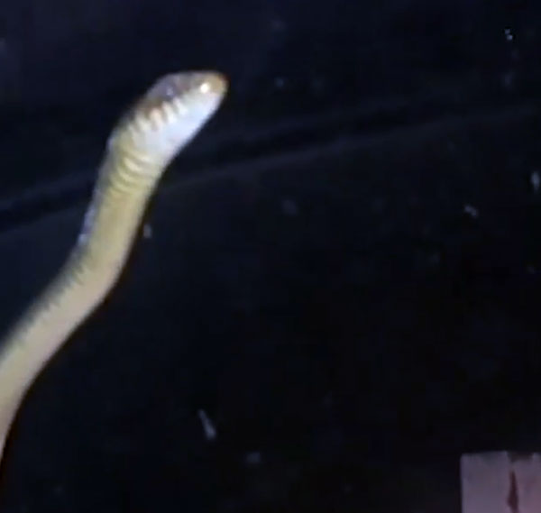 நானும் இந்த கார்ல தான் இருக்கேன்!! டிரைவிங்கின் போது கார் ஓட்டுனரை கிடுகிடுக்க வைத்த பாம்பு!