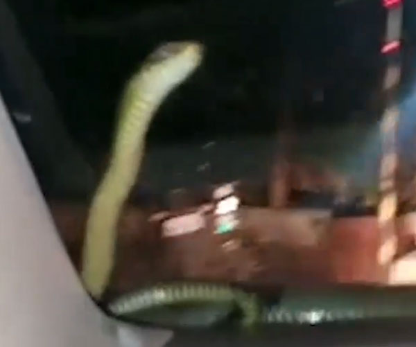 நானும் இந்த கார்ல தான் இருக்கேன்!! டிரைவிங்கின் போது கார் ஓட்டுனரை கிடுகிடுக்க வைத்த பாம்பு!