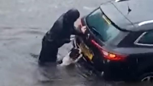 இணைய வாசிகளின் மனதை கவர்ந்த நாய்... இப்படி ஒரு சம்பவத்தை செஞ்சா யாருக்கு இதை பிடிக்காது! வைரல் வீடியோ!