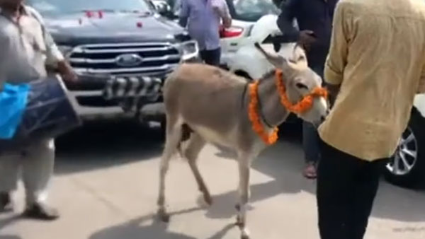 விலையுயர்ந்த Ford காரை இழுத்து சென்ற கழுதை... இணையத்தில் வைரலாகும் வீடியோ!