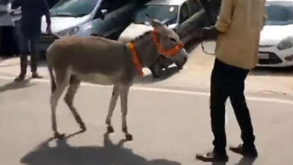 விலையுயர்ந்த Ford காரை இழுத்து சென்ற கழுதை... இணையத்தில் வைரலாகும் வீடியோ!