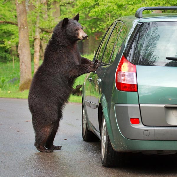 உணவு கொடுத்தது ஒரு குத்தமா? விலையுயர்ந்த காருடன் இளைஞர்களை தூக்கிய அதிகாரிகள்! நடவடிக்கைக்கான முழு காரணம்!