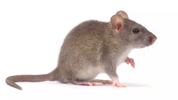 கப்பலை கட்டி வைக்கும் கயிற்றில் ஒரு டிஸ்க் இருக்கும்! எதுக்காக தெரியுமா? இந்த விஷயத்தை யாரும் சொல்ல மாட்டாங்க!