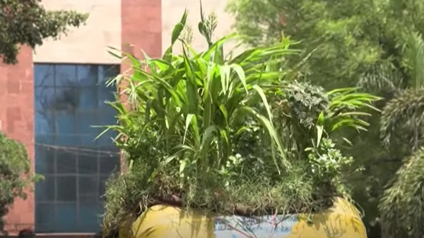 பலரின் மனதை கவர்ந்த ஆட்டோ டிரைவர்... மேற்கூரையில் செடிகளை வளர்க்க இதுதான் காரணமா... சூப்பரா இருக்கு!