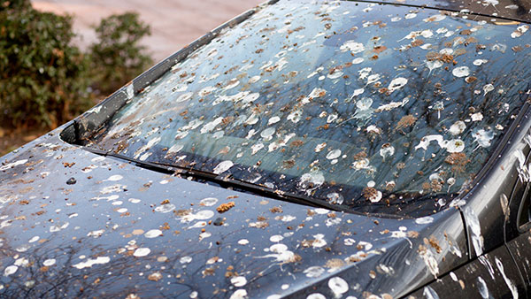 இப்படி ஒரு விஷயத்தை கேள்விபட்டதே இல்ல! கார் மீது பறவை எச்சமிட்டால் நிறைய பேர் சந்தோஷப்படுவாங்க! ஏன் தெரியுமா?