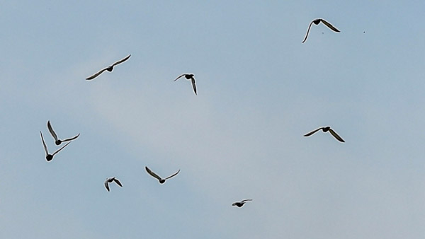 பாவம்... பறவைகள் வராமல் இருக்க விமான நிலையங்களில் செய்யப்படும் ட்ரிக்ஸ்... இப்படி எல்லாம் கூட பண்ணுவாங்களா?