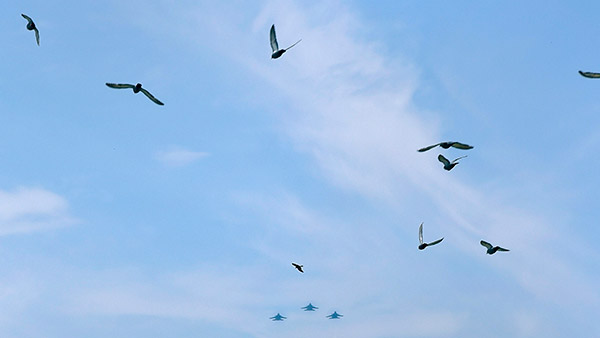 பாவம்... பறவைகள் வராமல் இருக்க விமான நிலையங்களில் செய்யப்படும் ட்ரிக்ஸ்... இப்படி எல்லாம் கூட பண்ணுவாங்களா?