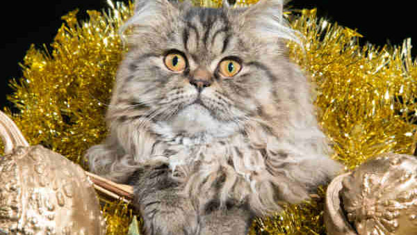 எலியை பிடிக்க மட்டும் அல்ல... கப்பல்களில் ஏன் பூனைகளை கொண்டு போறாங்க தெரியுமா? இப்படி ஒரு அதிசய சக்தி இருக்கா?