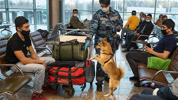 இதை கூட கண்டுபிடிக்குமா? விமான நிலைய மோப்ப நாய்களிடம் இருக்கும் அதிசய சக்தி... மனிதர்களால் முடியவே முடியாது!