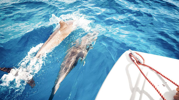 மீனுக்காக மட்டும் அல்ல! டால்பின்கள் ஏன் கப்பல்களை பின் தொடர்ந்து வருகின்றன தெரியுமா? இப்படி ஒரு குணம் இருக்கா?