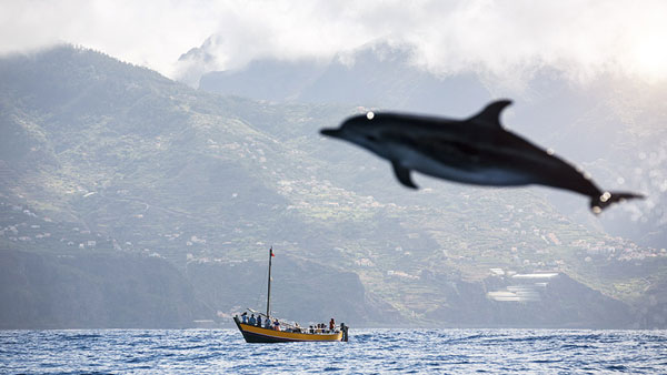 மீனுக்காக மட்டும் அல்ல! டால்பின்கள் ஏன் கப்பல்களை பின் தொடர்ந்து வருகின்றன தெரியுமா? இப்படி ஒரு குணம் இருக்கா?