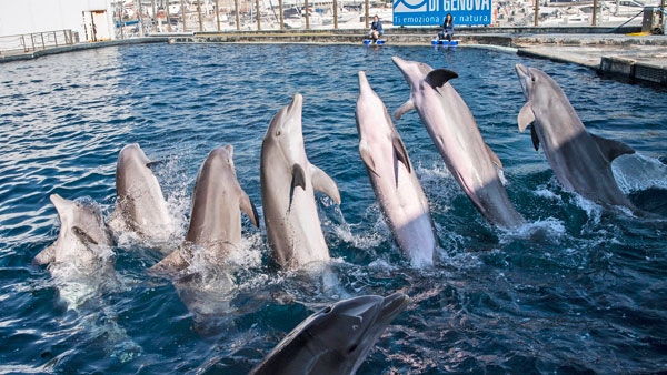 மீனுக்காக மட்டும் அல்ல! டால்பின்கள் ஏன் கப்பல்களை பின் தொடர்ந்து வருகின்றன தெரியுமா? இப்படி ஒரு குணம் இருக்கா?